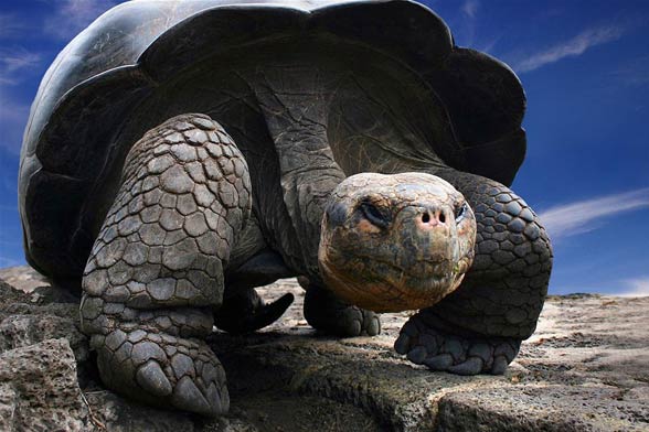 1.There are giants among turtles that weigh several hundred kilograms...