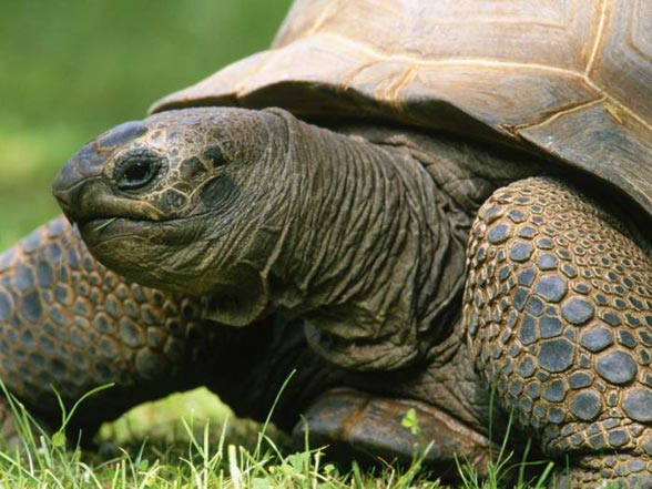 The Aldabra giant tortoise (Aldabrachelys gigantea) - one of the largest tortoises on the world.