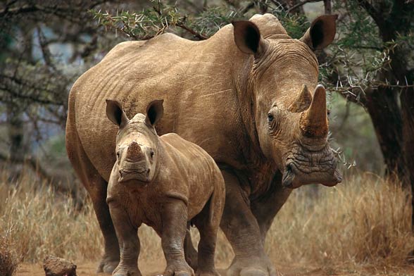 White rhinoceros (Ceratotherium simum)