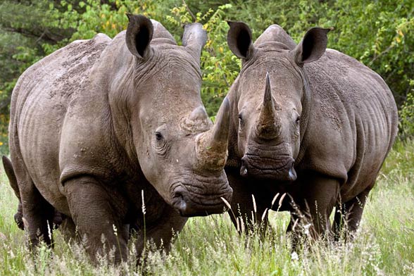 The white African square-lipped and blunt-nosed rhinoceros (Ceratotherium simum).