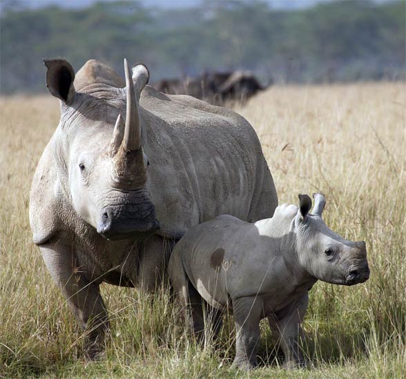 The white African square-lipped and blunt-nosed rhinoceros (Ceratotherium simum).