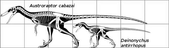 Austroraptor and Deinonychus