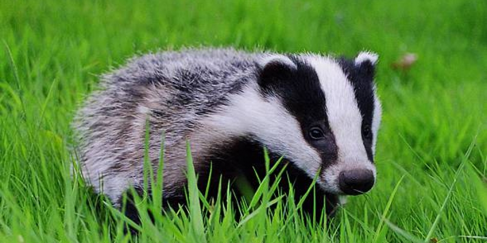 Badger – omnivorous animal 