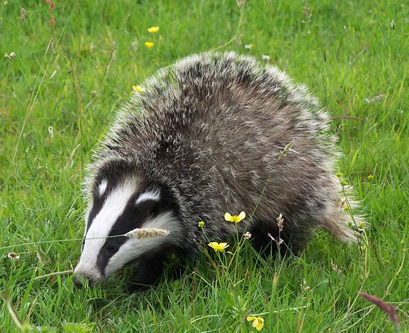 Badger – omnivorous animal 