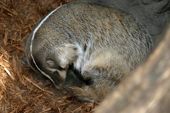 The American badger (Taxidea taxus).