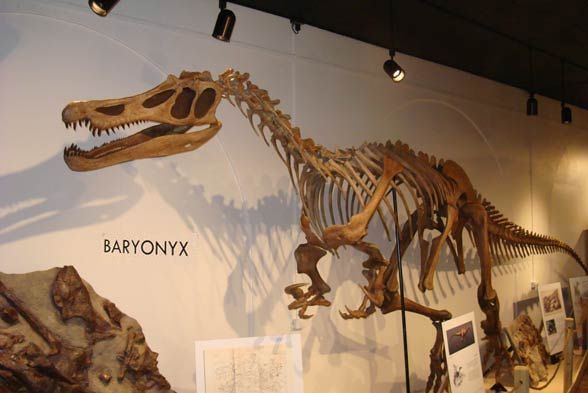 natural history museum baryonyx