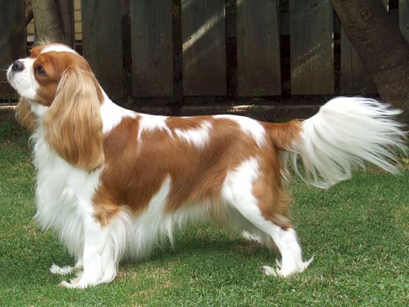 royal doulton cavalier king charles spaniel