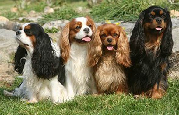 Cavalier King Charles Spaniel