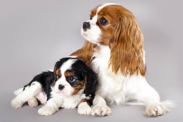 Rasa cavalier store king charles spaniel