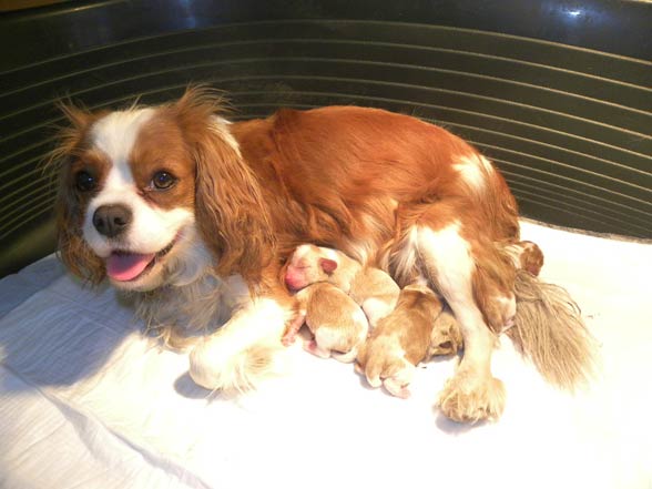 Cavalier King Charles Spaniel