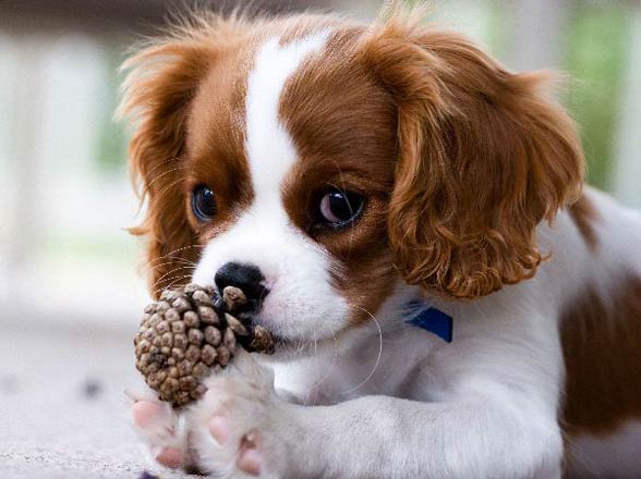 Cavalier King Charles Spaniel