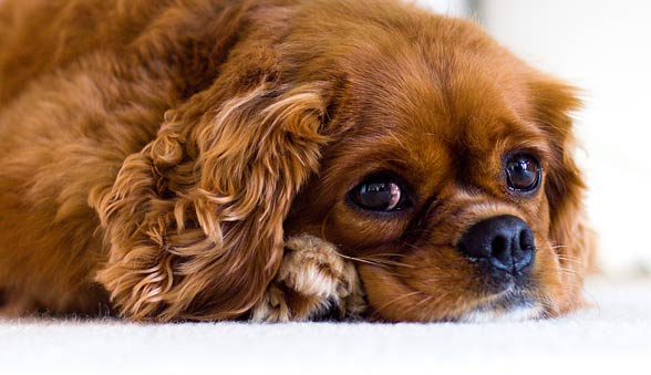 Cavalier King Charles Spaniel