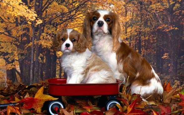 Cavalier King Charles Spaniel