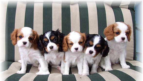 Cavalier King Charles Spaniel