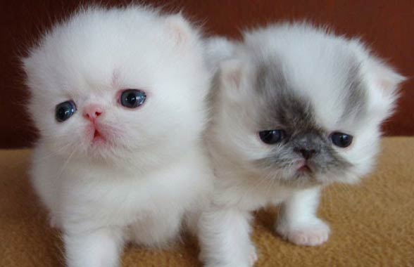 Exotic Shorthair