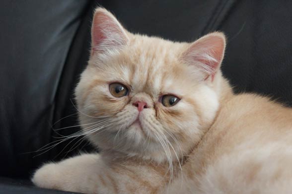 Exotic Shorthair