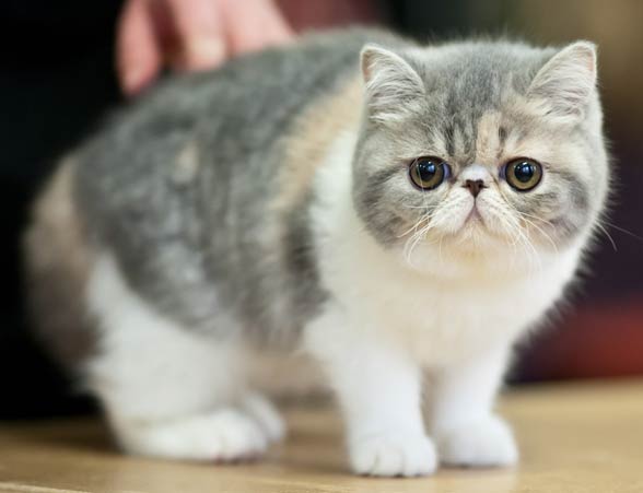 Exotic Shorthair