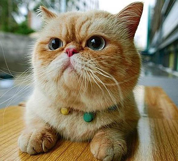 Exotic shorthair hot sale garfield