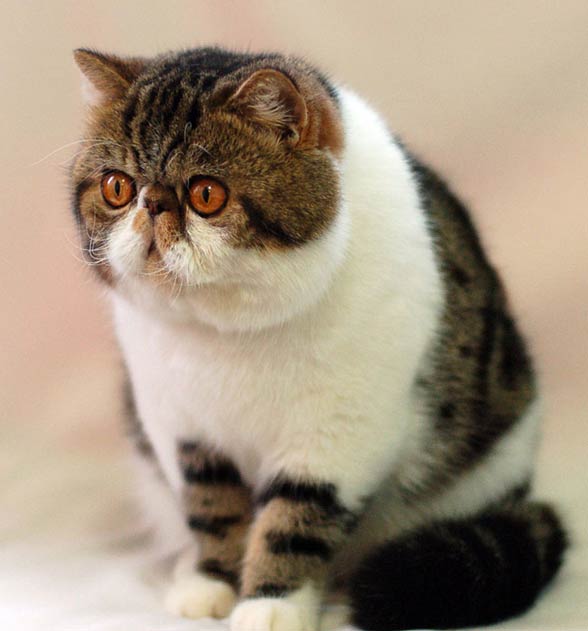 Exotic Shorthair