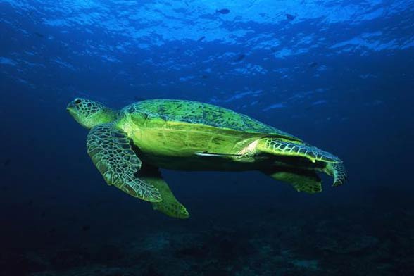 Green sea turtle (Chelonia mydas)