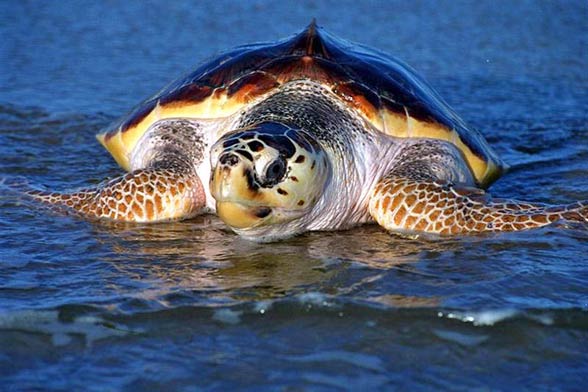 Loggerhead sea turtle (Caretta caretta)