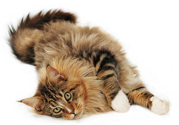 Maine coon.