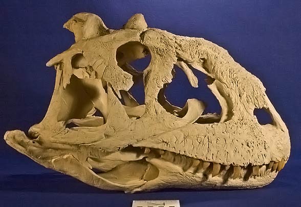 Majungasaurus