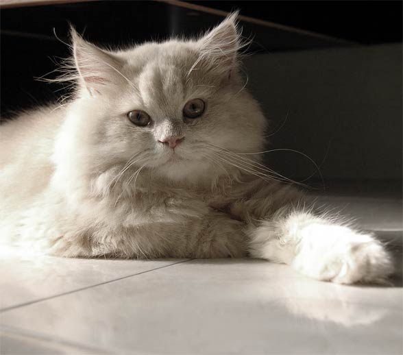 Persian cat