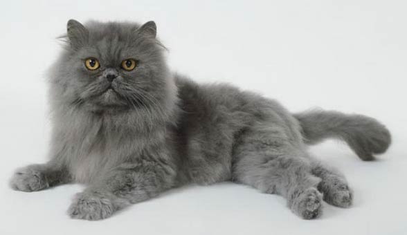 blue persian