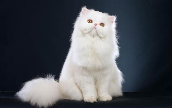 Persian cat