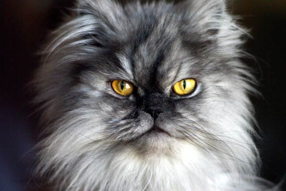 Persian cat