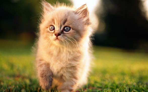 Persian cat