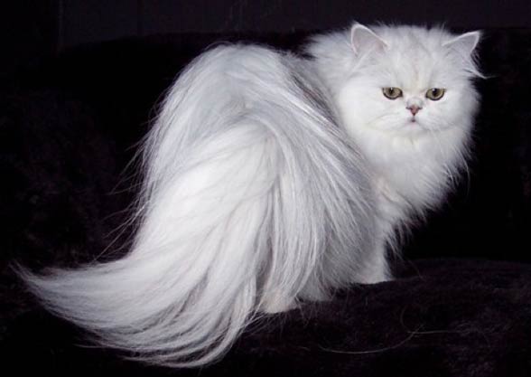 Persian cat