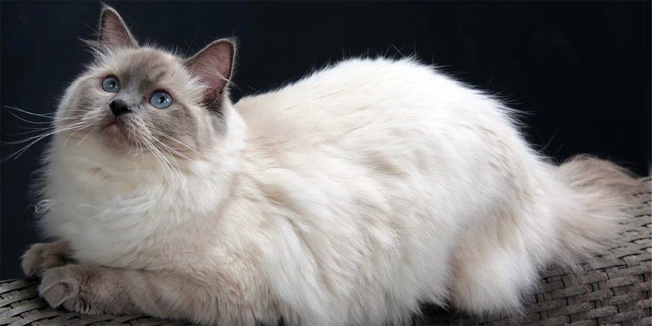 white ragdoll kitten with blue eyes