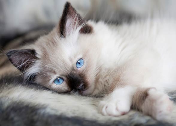 Ragdoll – cat with blue eyes