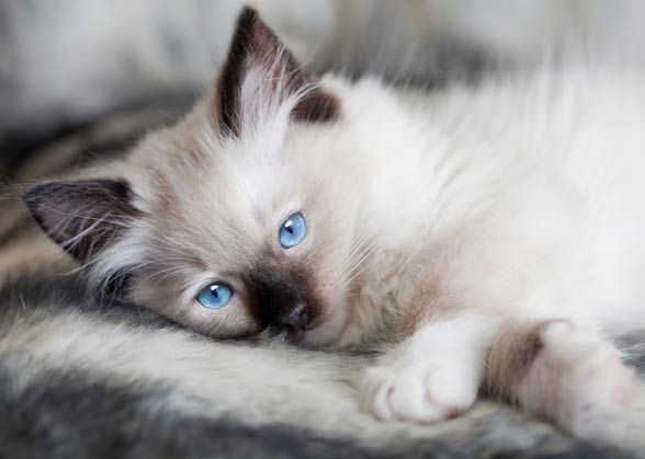Ragdoll Cat With Blue Eyes DinoAnimals Ragdoll Cat With Blue Eyes DinoAnimals
