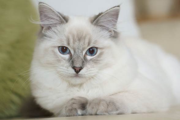 white ragdoll kitten with blue eyes