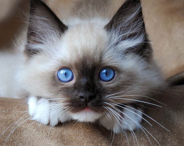 blue ragdoll kittens