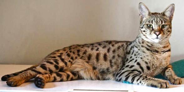 Savannah cat.