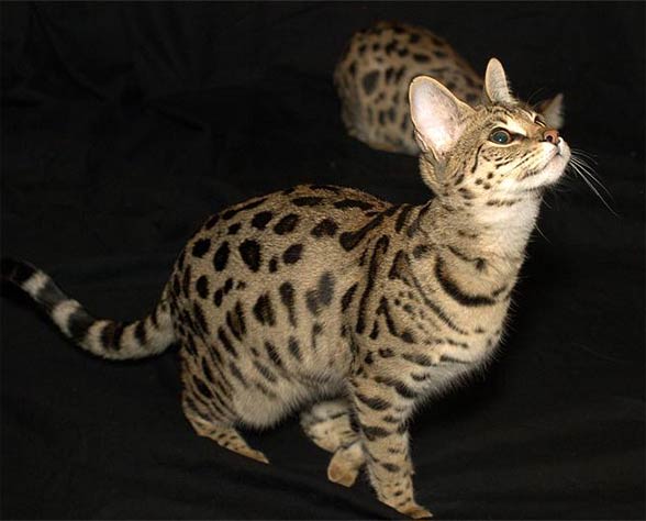 Savannah cat