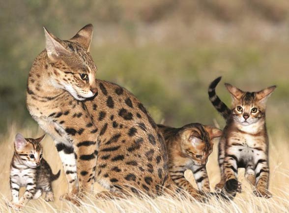 Savannah cat