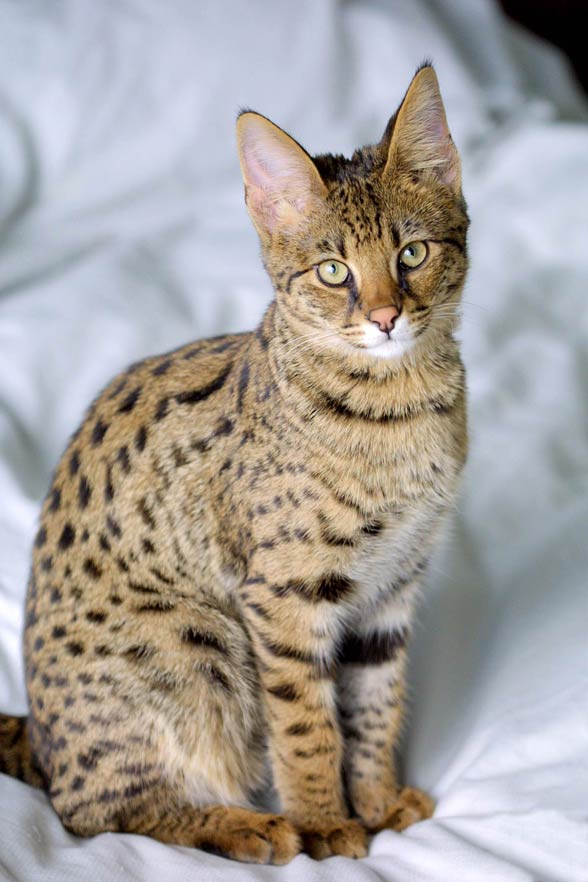 Savannah cat