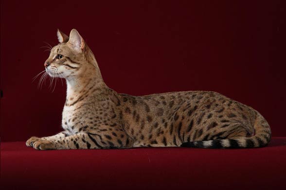 Savannah cat | DinoAnimals.com