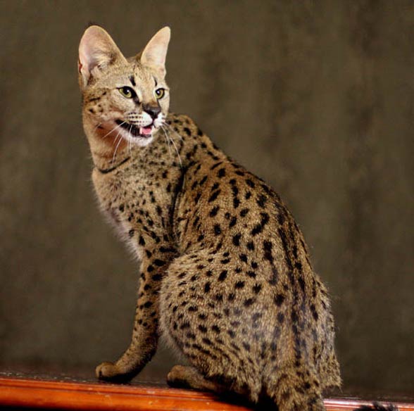 Savannah cat