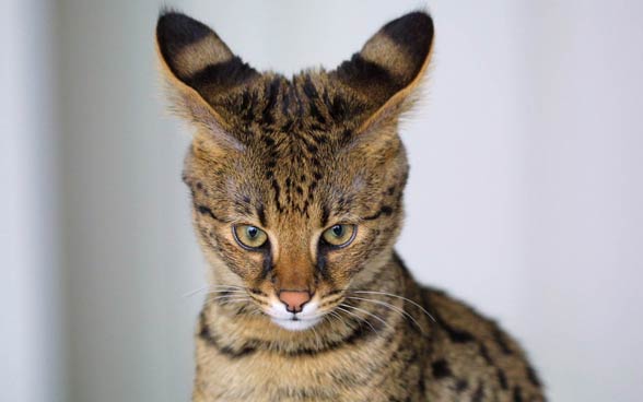 Savannah cat