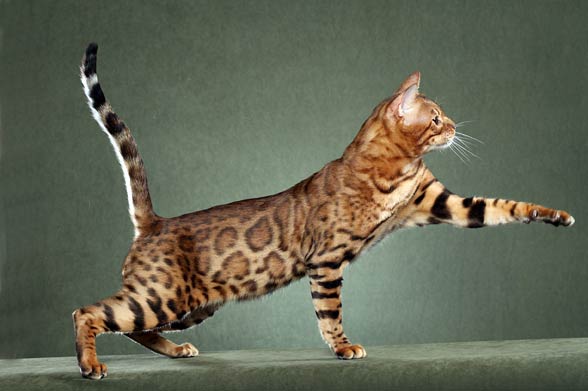 Savannah cat