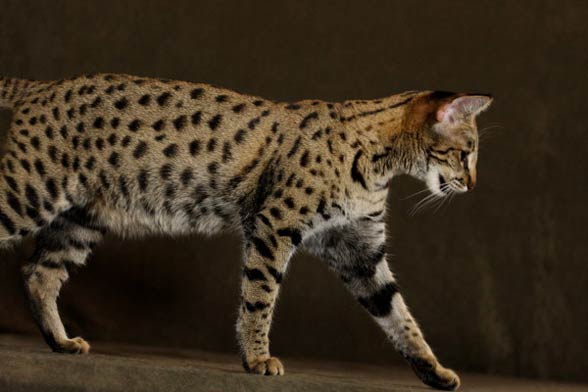 Savannah cat