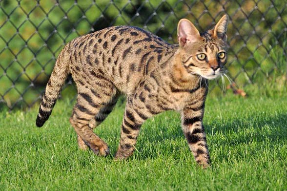 Savannah cat