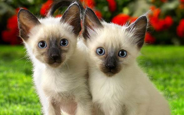 Siamese cats.