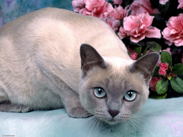 Siamese cat.